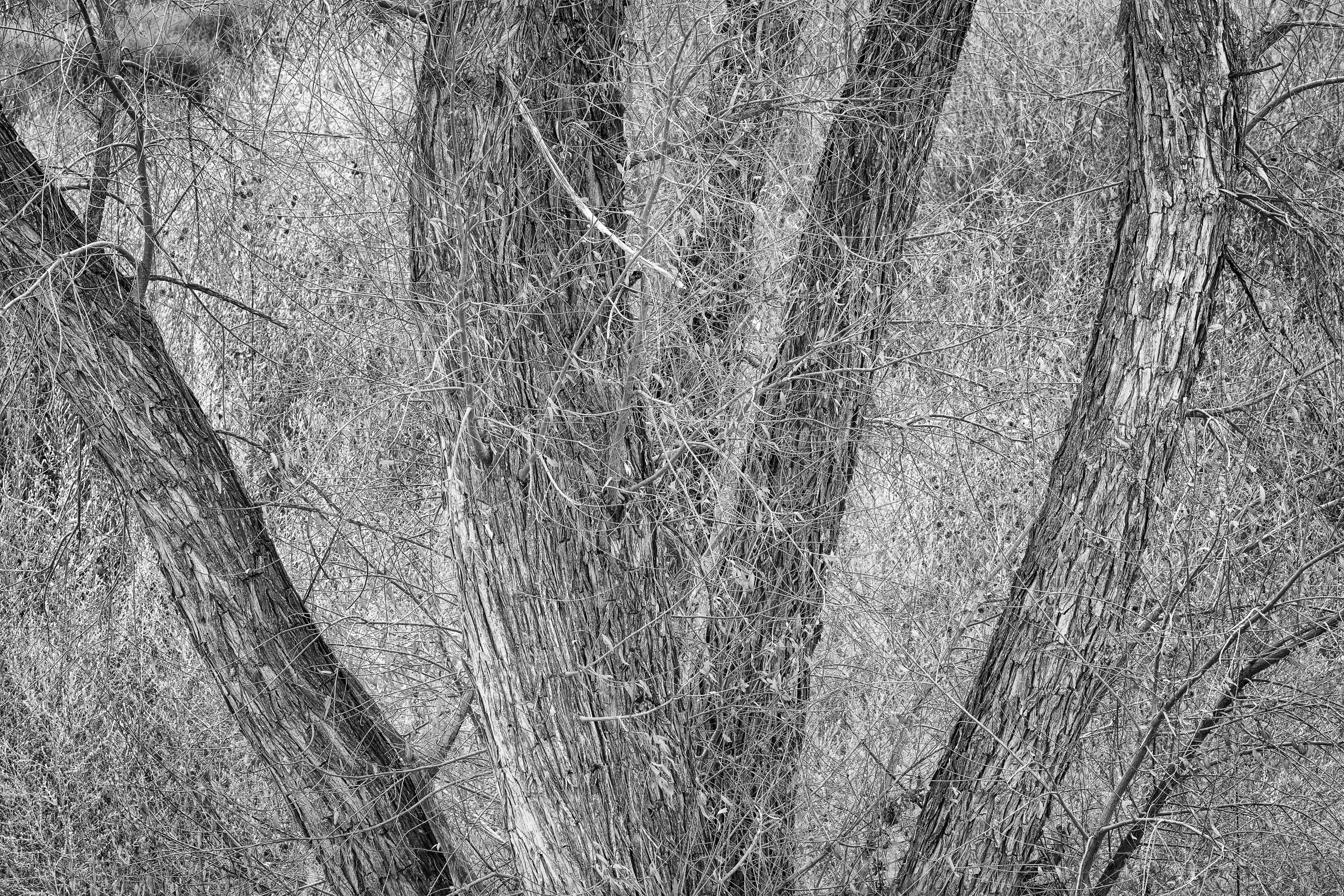 Tiled Image