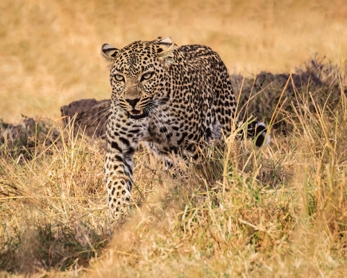 Tiled Image