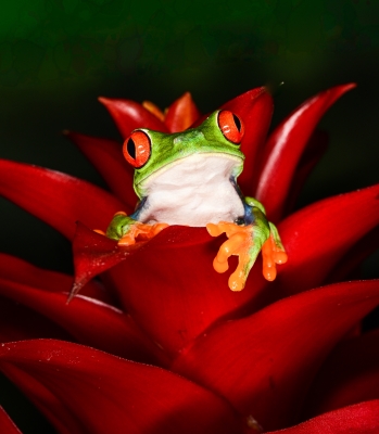Tiled Image