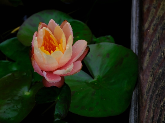 Tiled Image