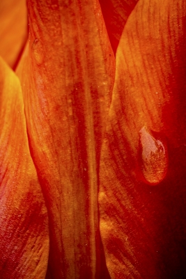 Tiled Image