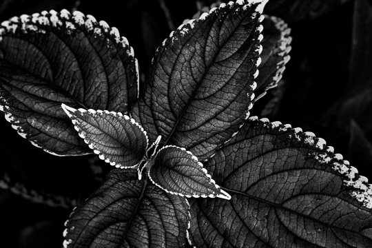 Tiled Image