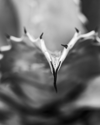 Tiled Image