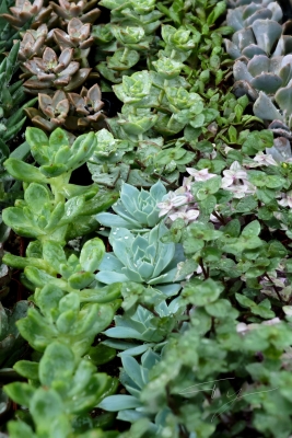 Tiled Image