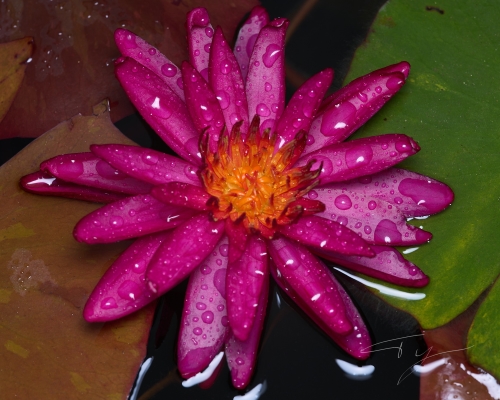 Tiled Image