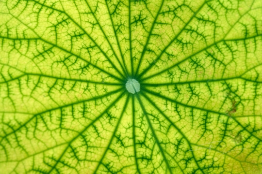 Tiled Image